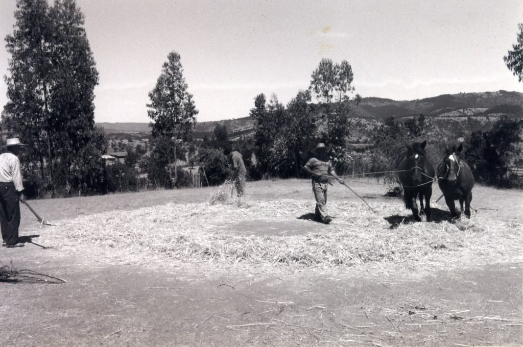 Maule Profundo - Región Del Maule